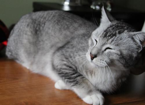 PetConnect Rescue - Romeo1.jpg